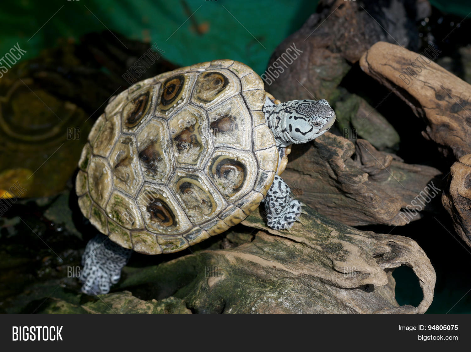 спинной щит черепахи 8 букв. спинной щит черепахи 8 букв. черепашка на спине. внутреннее строение черепахи вид сбоку на русском. черепахи характерные особенности.