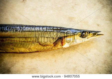 Pacific Saury