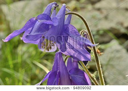 Spring flowers