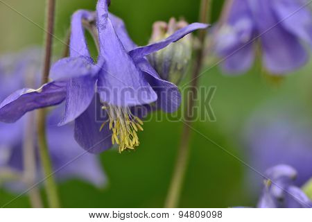 Beautiful flower