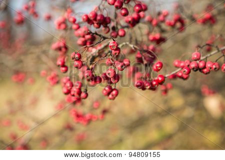 Rowan berries
