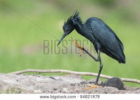 Black Heron (egretta Ardesiaca) With One Leg Raised To Scratch Its Neck