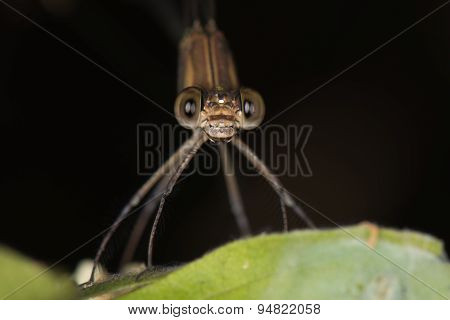 (phaon Irridipennis) Glistening Demoiselle Family Calopterygidae