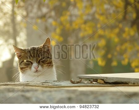 Autumn Cat