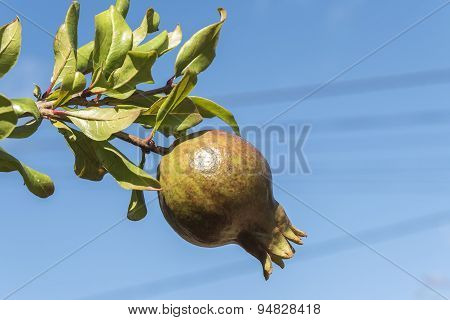 Pomegranate Tree