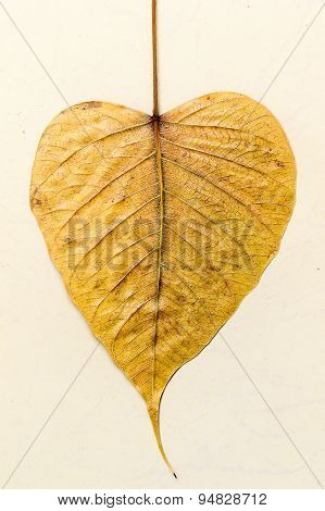 Heart shaped Peepal tree leaf on a plain background