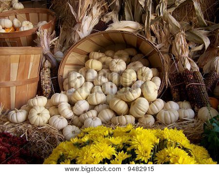 Autumn Harvest