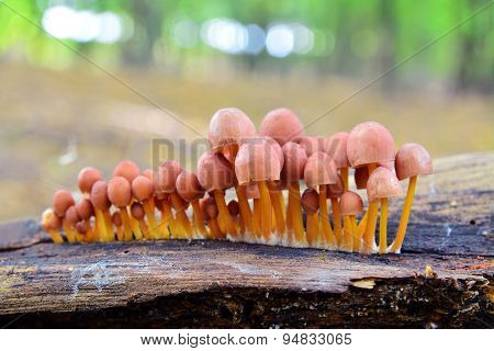 Mycena Renati Mushrooms