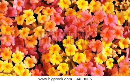 Lantana camara