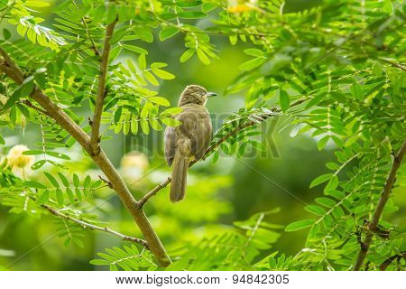 Bird on the Tree