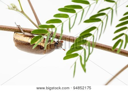 Beetle