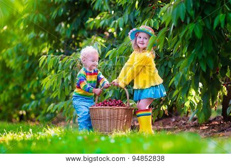 Kids Picking Cherry Fruit On A Farm
