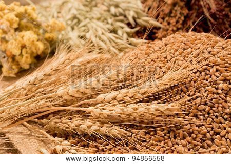 wheat, ears of corn and grasses