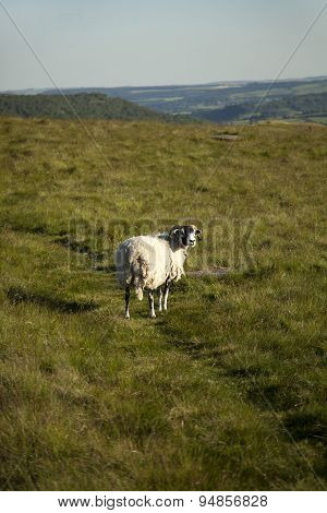 A Sheep at Longshaw