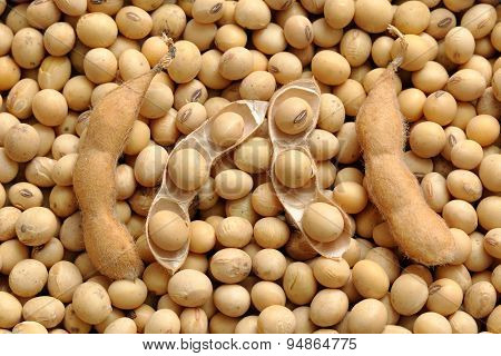 Soybean Crop After Harvest
