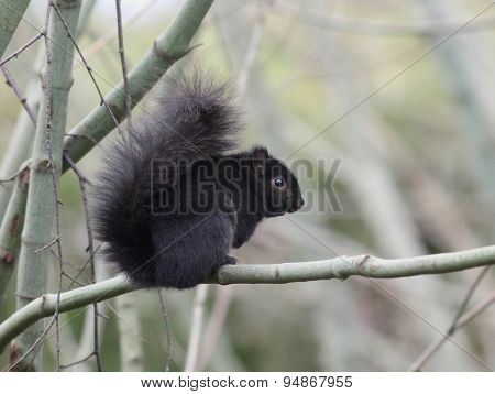 Black Form of the Eastern Gray Squirrel