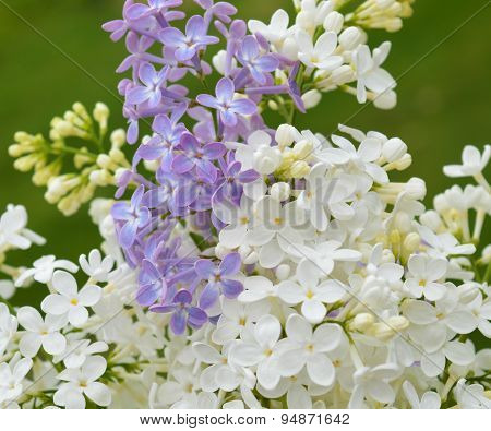 Lilac