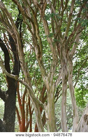 Trees