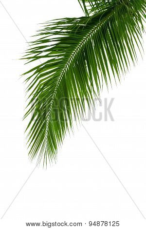 Leaves Of Coconut Tree Isolated On White Background