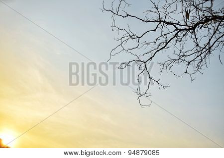 Backlit trees branches and sunset sky on evening time