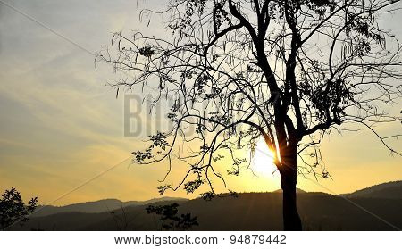 Backlit trees branches and sunset sky on evening time