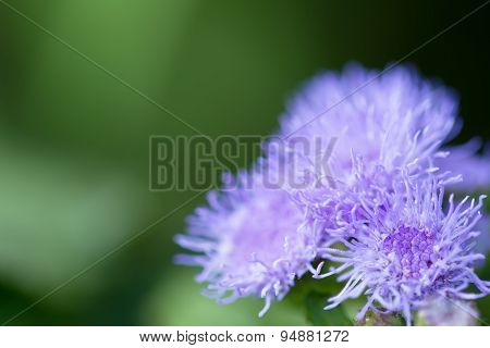 Beautiful Ageratum Closeup On A Green Meadow