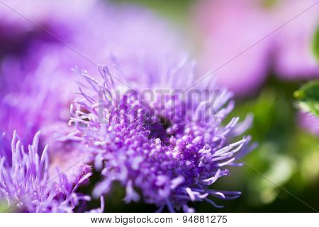 Beautiful Ageratum Closeup On A Green Meadow
