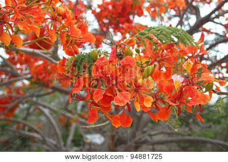Delonix Regia