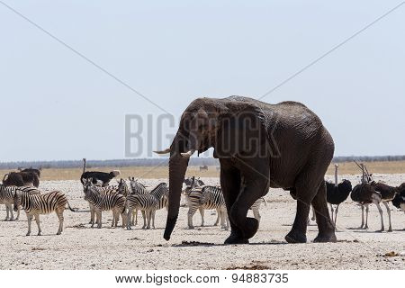 Crowded Waterhole With Elephants, Zebras, Springbok And Orix