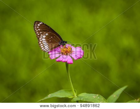 Brown Butterfly On The Pink Flower