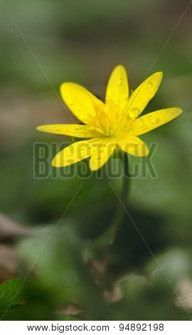 Ficaria Verna