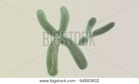 X Chromosome With Dna Helix Inside And Y On The Light Background