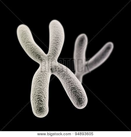 X And Y Chromosomes (x Front) On Black Background