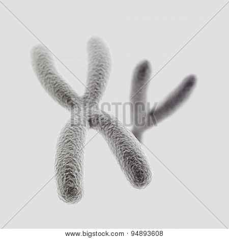 X And Y Chromosomes (x Front) On Light Background