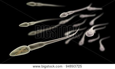 Sperm With Chromosome Inside Macro On Black Background