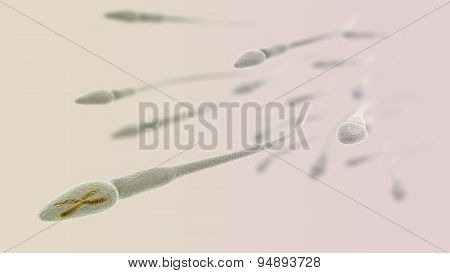 Sperm With Chromosome Inside Macro On Light Background