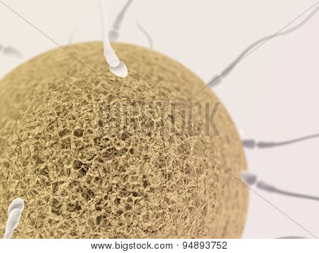 Spermotozoons With Egg Close Up On The Light Background