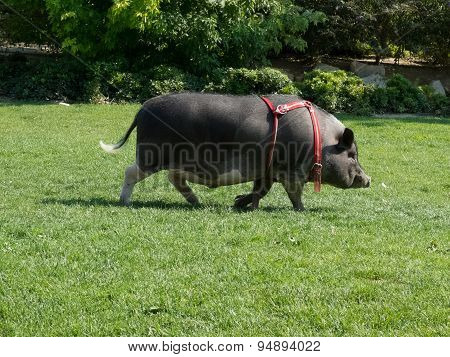 Vietnam Pig.