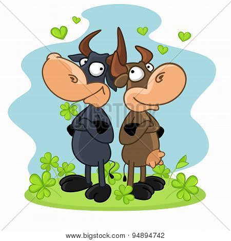 Cow and bull in love