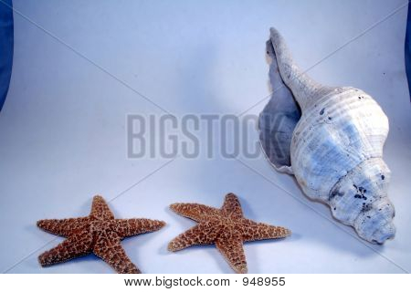 Border Shell N Stars