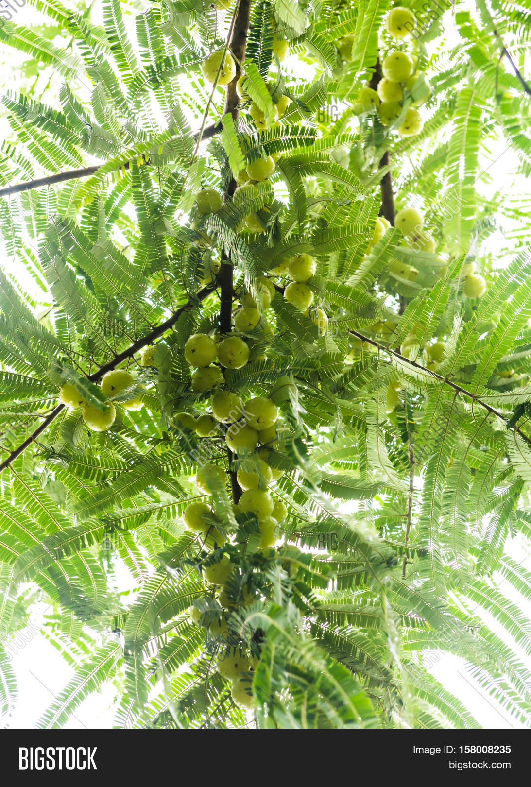 Branch Tree Full Amla Image & Photo (Free Trial) | Bigstock
