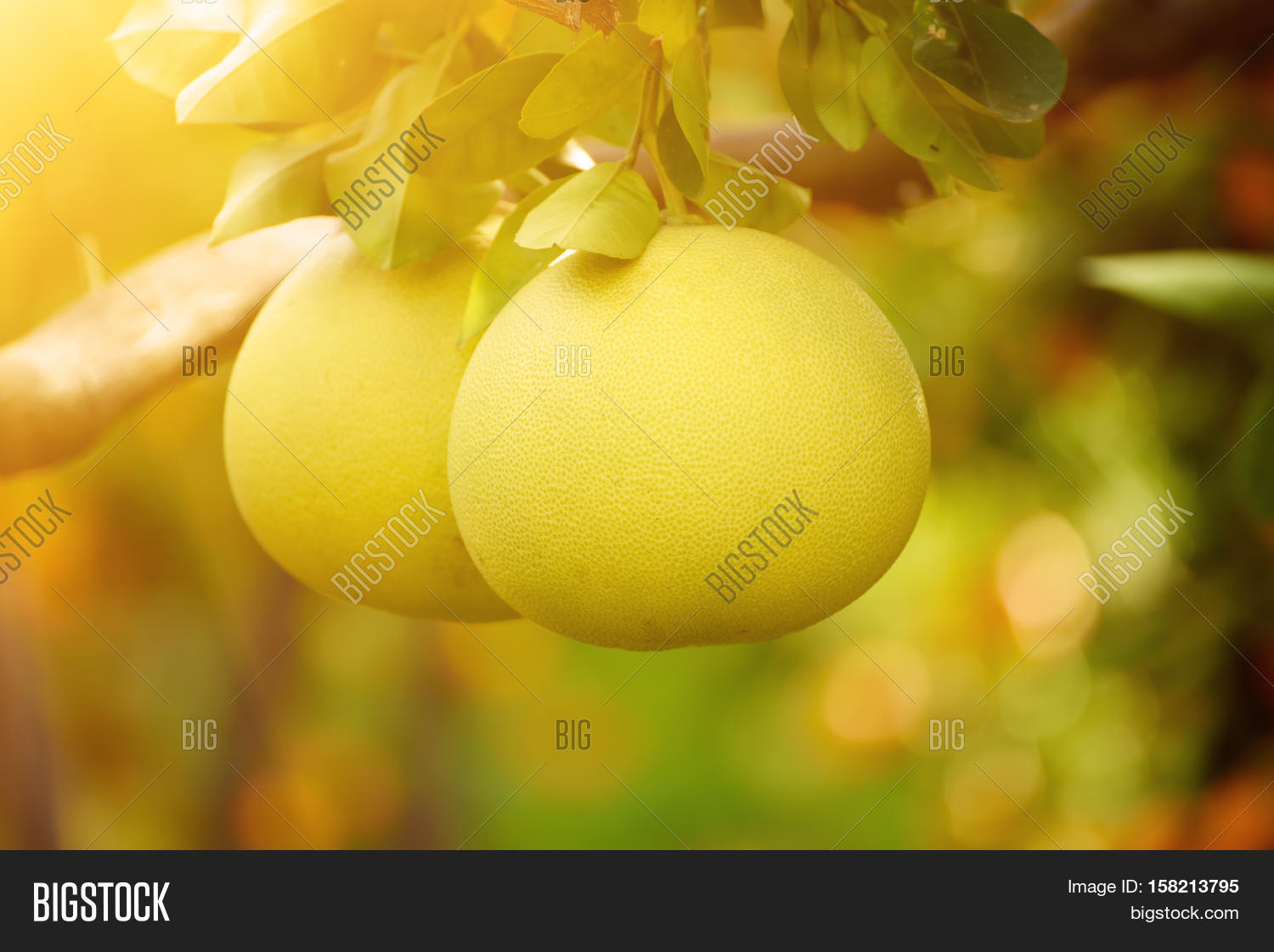 Ripe Pomelo Fruits Image & Photo (Free Trial) Bigstock