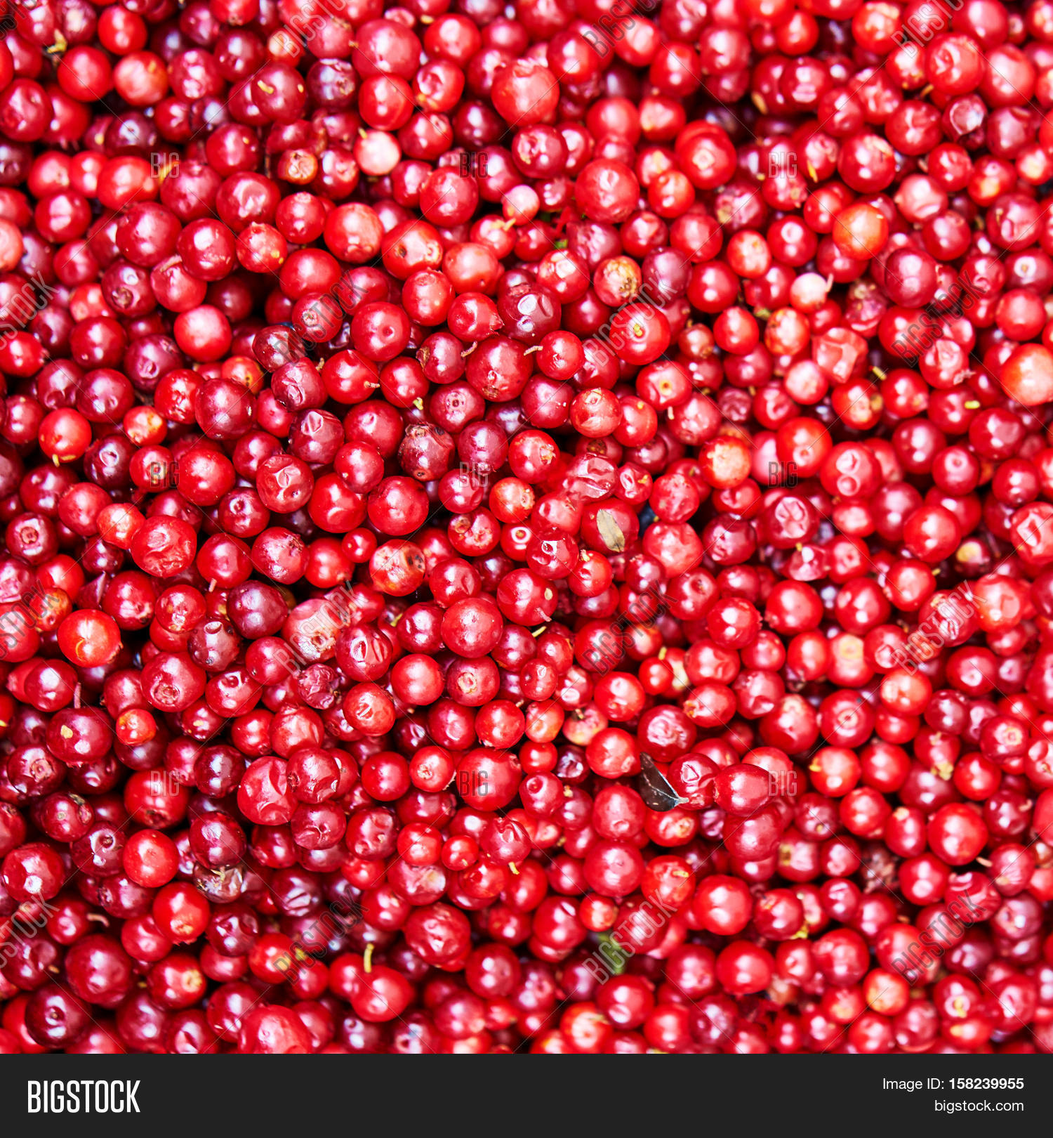 Cow Berry Red Colour Image Photo Free Trial Stock Cow Berry Red Colour Autumn Crop Food Background
