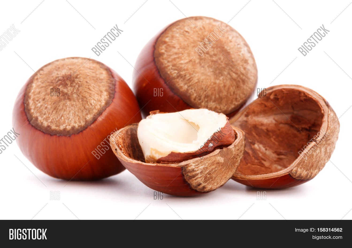 Hazelnut Filbert Nut Image & Photo (Free Trial) Bigstock