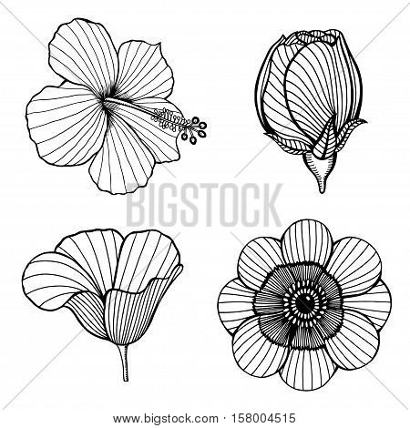 Vector set of hand drawn lotus flowers. Sketch floral botany collection in graphic black and white style