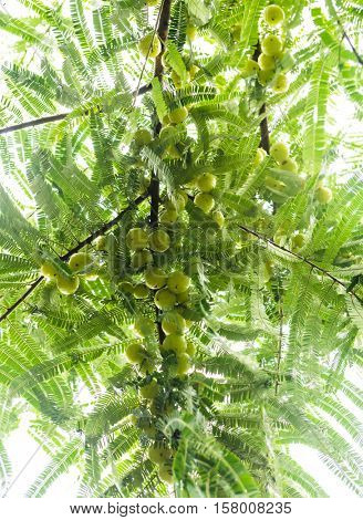 A branch of tree full of Amla - Indian gooseberries.