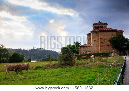 Cow grazing in the countryside. Church of Nuestra Snora de Septiembre in the background Arce. Spain