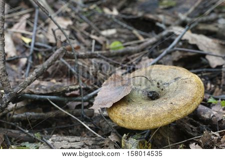 Lactarius turpis mushroom also known as Ugly Milk-cap
