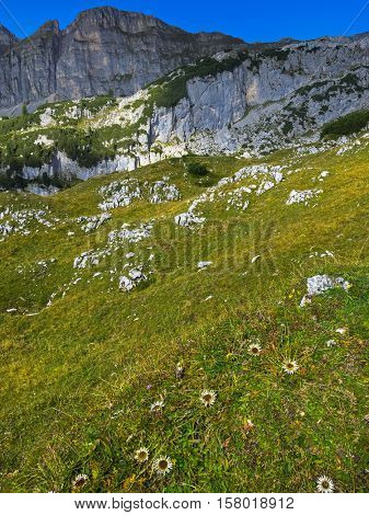 Alpine Silver thistle flower (Carlina acaulis) growing at Rofan, Brandenberg Alpine pasture in Tyrol, Austria with blurred mountain range during Autumn, Europe