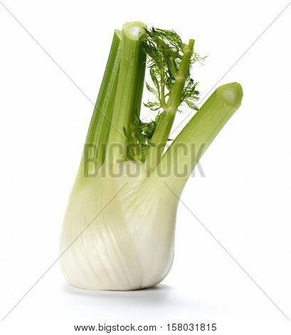 Fresh Fennel Bulb Isolated On White